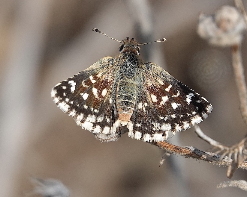 red underwing skipper